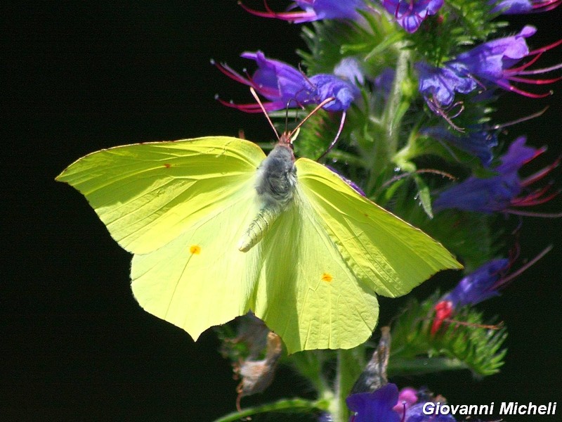 Gonepteryx cleopatra ???